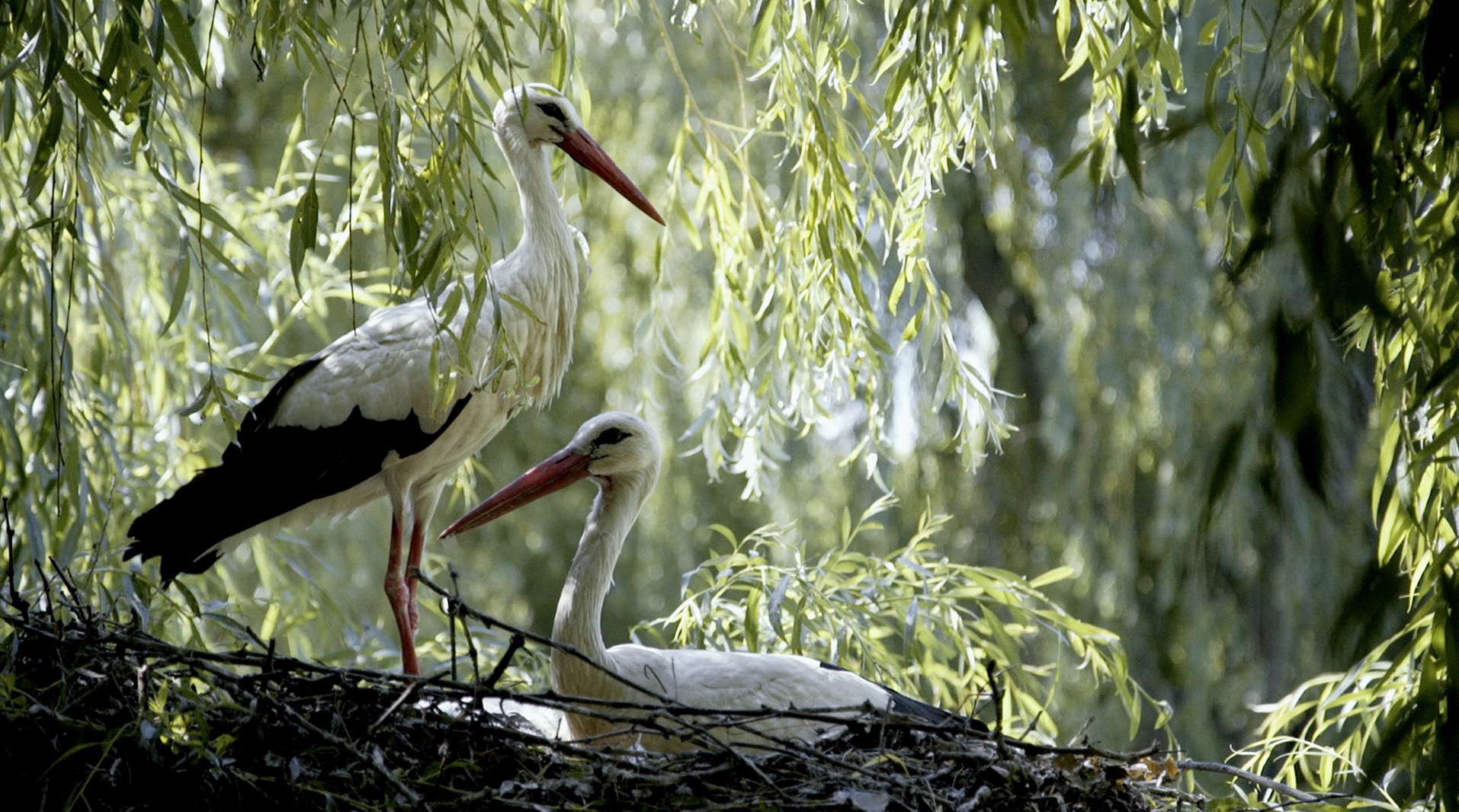 Storks and their babies make a comeback in France – Vidéo